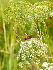 Papillon sur angéliques