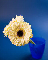 Cream Gerbera
