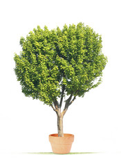 arbre grandir pot aider pousser feuille croître s'épanouir nat