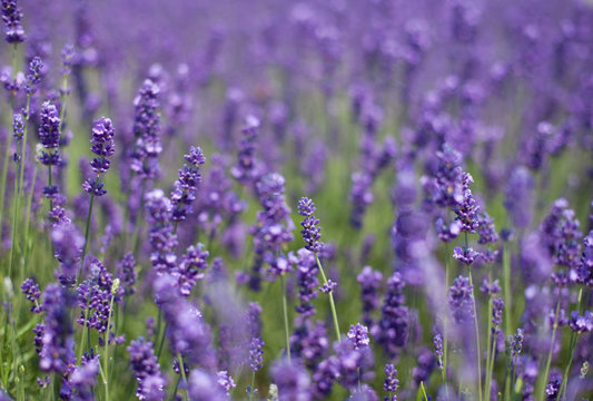 flowers of lavender © Diana Taliun