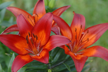 Lilium Leichte Rote Lilie vor saftige Grün