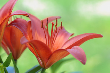 Lilium Leichte Rote Lilie vor saftige Grün © Gerhard Seybert
