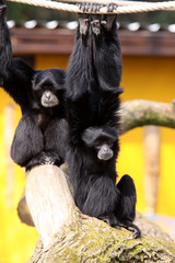 Siamang