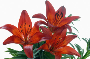 Lilium Leichte Rote Lilie vor saftige Grün © Gerhard Seybert