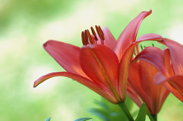 Lilium Leichte Rote Lilie vor saftige Grün