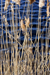 Scirpus in a pond