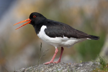 Austernfischer, Oystercatcher, Haematopus ostralegus