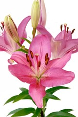 pink lily with brown pollen