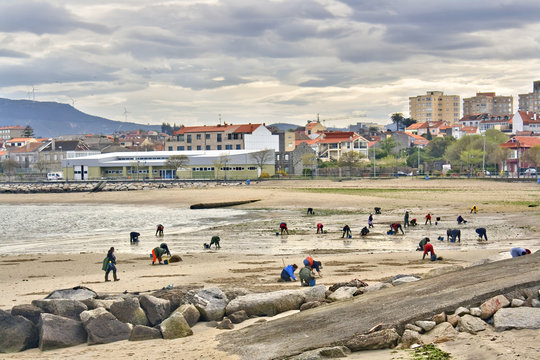 Mariscadoras en Vilaxo&aacute;n