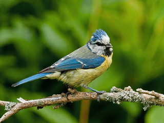 Blue Tit on branch