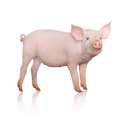 Pig