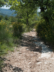 Chemin bordé de jasmin en provence