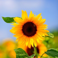 Obraz premium Sonnenblume