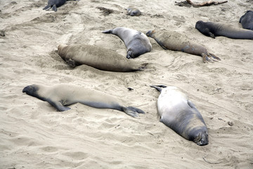 Obraz premium male Seelion at the beach