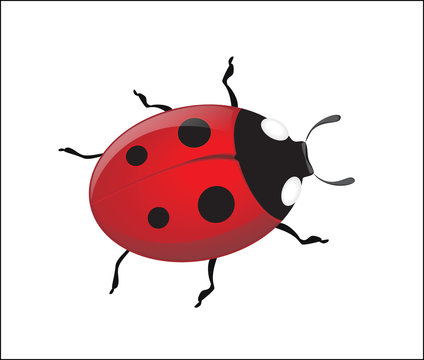 Vector ladybug on a white background