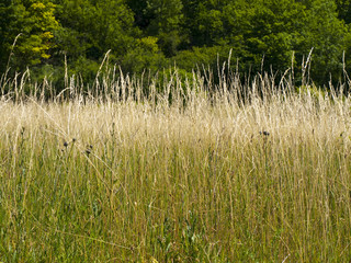 Hautes herbes