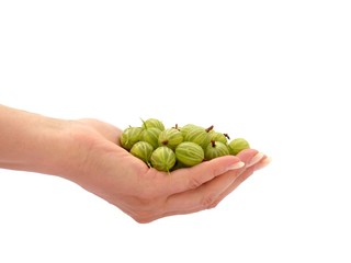 Ripe gooseberries in his hand