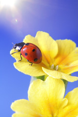 ladybird