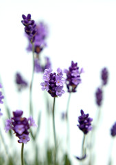 Fototapeta premium Lavendel