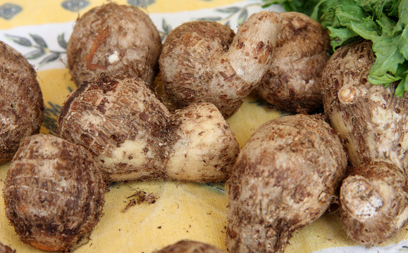 l&eacute;gume d'antan : songe grise
