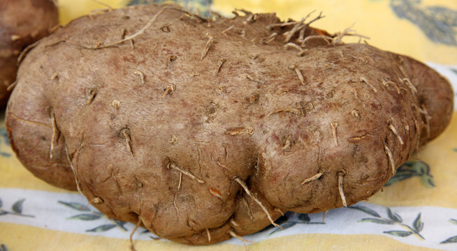 l&eacute;gume d'antan : patate de hoffe