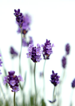 Fototapeta Lavendel