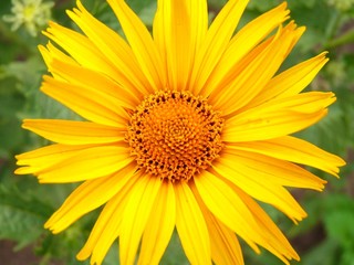 Obraz premium Yellow daisy