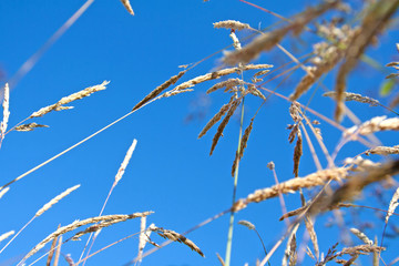 background with spikelets