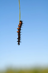 Caterpillar on leaf