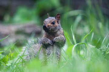 Squirrel