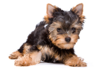 Yorkshire terrier puppy on white background