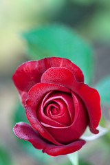red rose bud opening