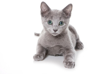 Russian blue kitten on white