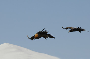 Dos quebrantahuesos volando