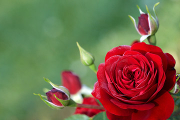 Naklejka premium red rose blossom and buds