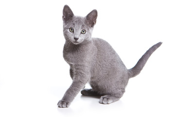 Russian blue kitten on white