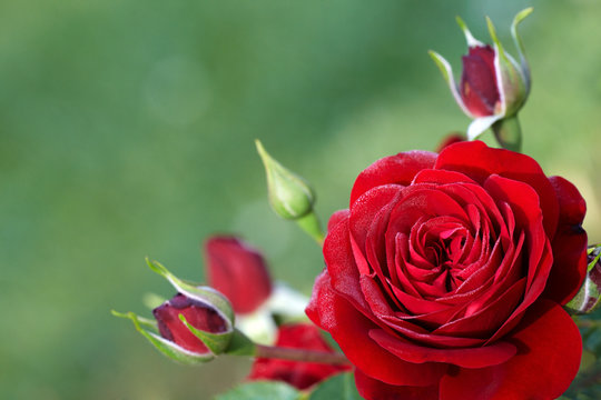 red rose blossom and buds