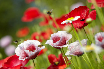 poppy blossoms, wild bee and bumble-bees