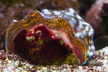 tropical bivalve feeding