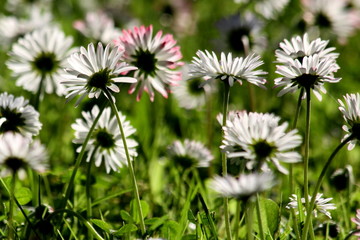 Tausendsch&ouml;n-7090b1