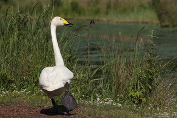 Cygne de Bewick (Cygnus columbianus)