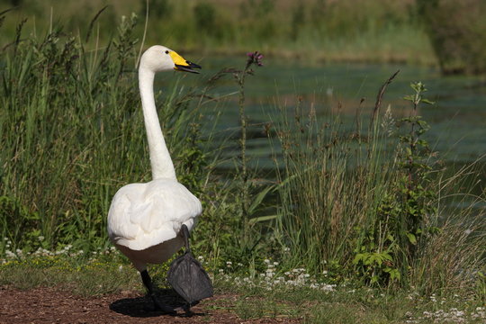 Cygne De Bewick (Cygnus Columbianus)