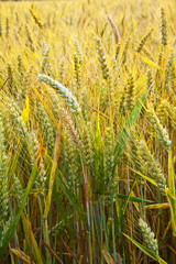 corn field with spica in detail