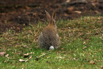 Bunny Rabbit behind