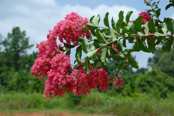 Obraz premium crepe myrtle tree