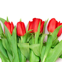 red tulips