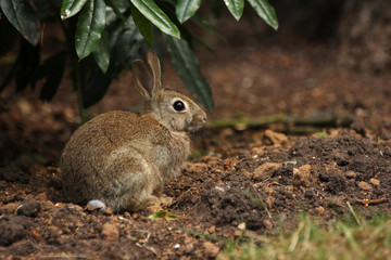 Naklejka na ściany i meble Cute bunny rabbit in undergrowth