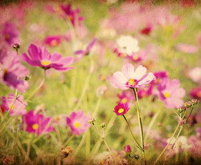 Obraz premium vintage flower paper background