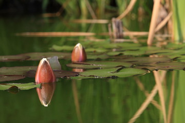 Seerose Blüte geschlossen 