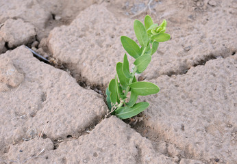 Lone Plant on Cracked Ground